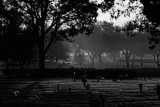 CEMETERY MIST