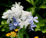 NATURES BOUQUET