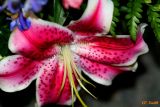 JOANS FLOWER