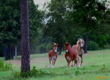 RUNNING TOWARDS ME