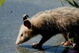 THE POSSUM AT WORK