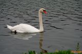 SWAN