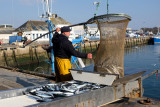 Retour de pêche à Concarneau