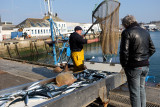 Retour de pêche à Concarneau