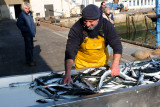 Retour de pêche à Concarneau