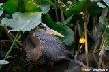 Great Blue Heron 7