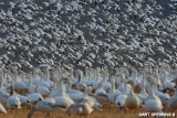 Snow Geese At Middle Creek #40
