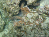 Whitemouth Moray Eel