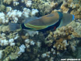 Reef Triggerfish