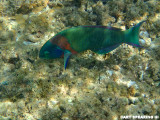 Saddle Wrasse