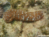 Sea Cucumber