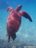 Maui Underwater