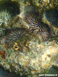 Pale Rock-Boring Urchins