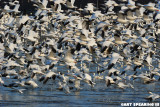 Snow Geese At Middle Creek #43