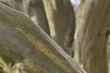 Bark 2