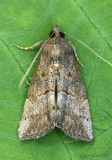 Green Cloverworm Moth Hypena scabra #8465