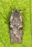 Ashen Pinion Moth Lithophane antennata #9910