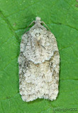 Acleris logiana #3540