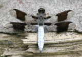 Common Whitetail Plathemis lydia