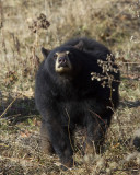 ours noir - black bear
