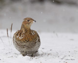 glinotte huppe - ruffed grouse