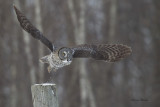 chouette lapone - great gray owl