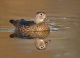 canard branchu - wood duck