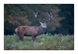 16 antlers deer at dusk - 4043