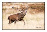 Watch out ! - Richmond Park - 3907