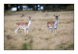 White tail deer - Daims - 3448