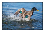 Colvert Attitude - 6096