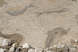 Elaiussa Sebaste march 2013 9180.jpg