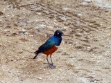 Cape Glossy Starling