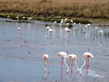 Africa White Flamingo