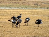 Gray-crowned Crane