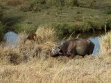 An older cape buffalo walking right past the male lion, with no interest shown by the lion