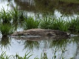 A Nile croc