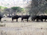 Cape Buffalo
