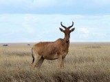 Hartebeest