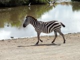 The first zebra starts down to the watering hole