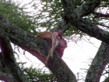 The following day, there was the impala carcass in the tree