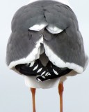A Mystery Bird??