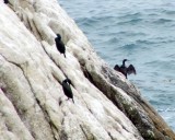 A Cormorant Drying its Wings