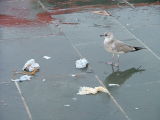 End of the day - Rubbish attracks birds - and pollution of Salmonella might be the result