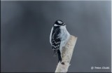 Downy Woodpecker Female.jpg