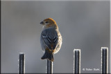 pine Grosbeak.jpg