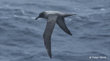 Light-mantled Albatross.jpg