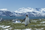 King Penguin shoreline.jpg