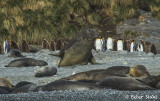 Elephant seal Male .jpg