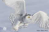 First Snow owl 2013.jpg